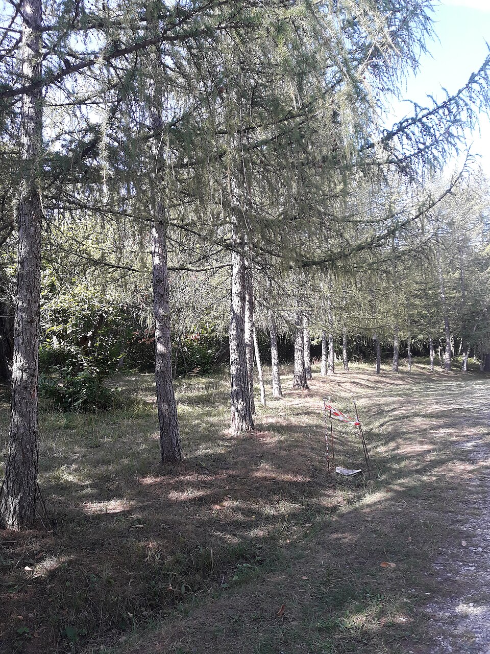 Il bosco del Parco provinciale del Monte Moria, meta dell'andata e ritorno da San Michele.