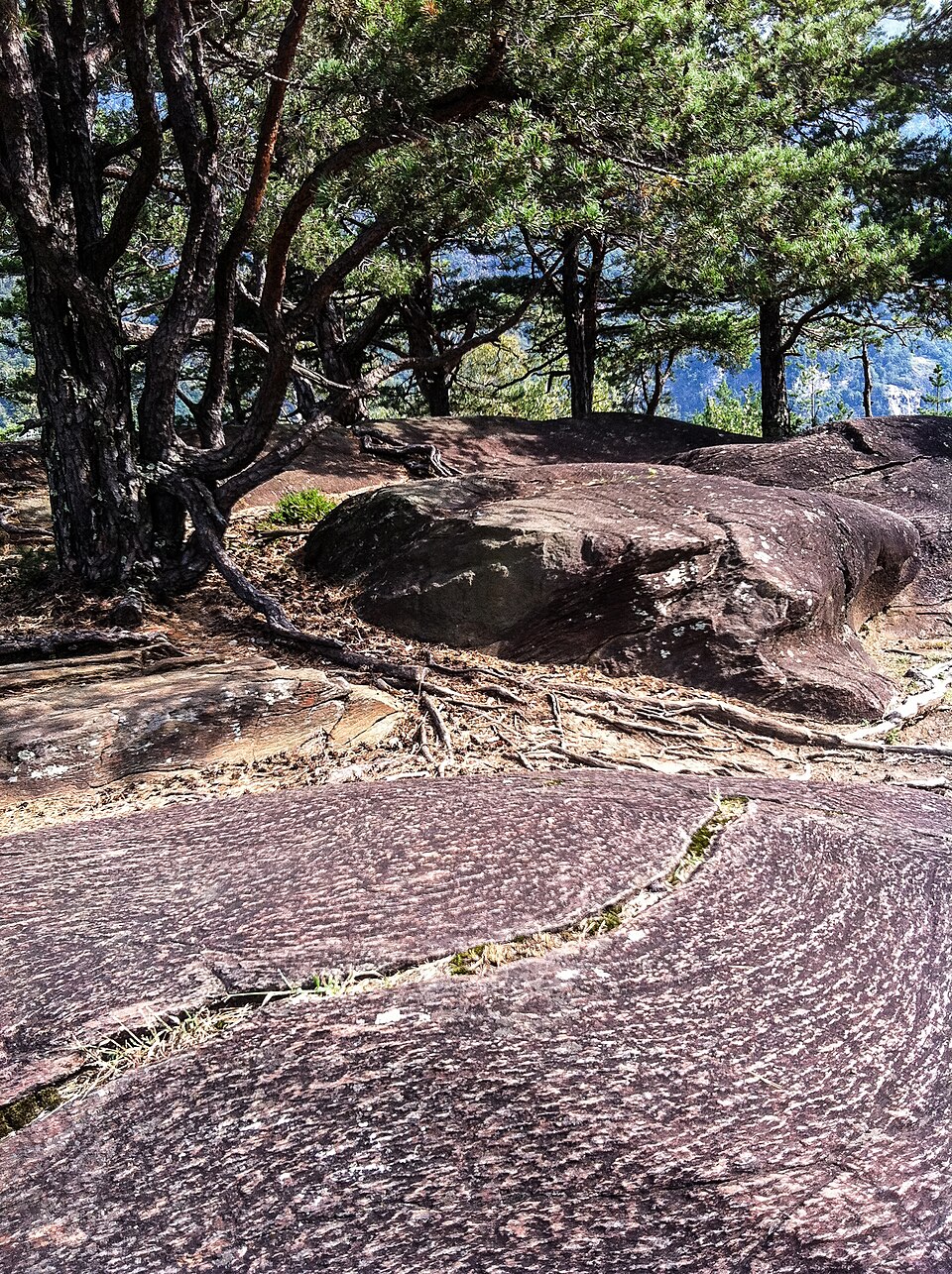 Rocce e vegetazione nella riserva delle Marmitte dei Giganti, presso Chiavenna.