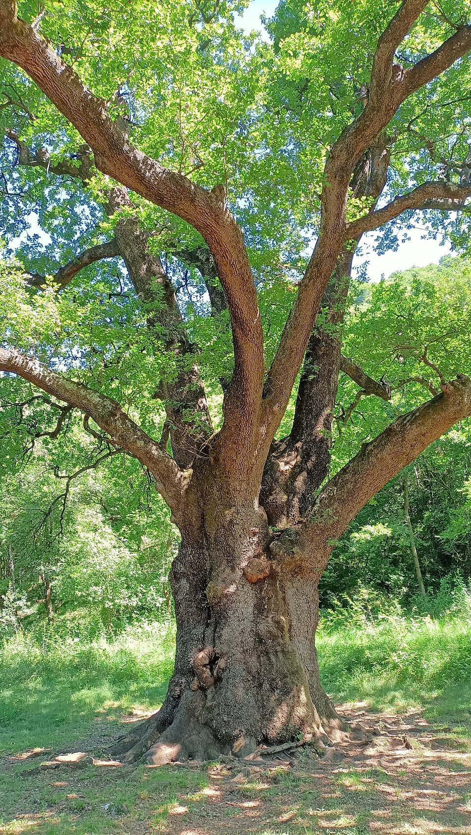 La quercia monumentale del Rogolone, a Grandola ed Uniti.